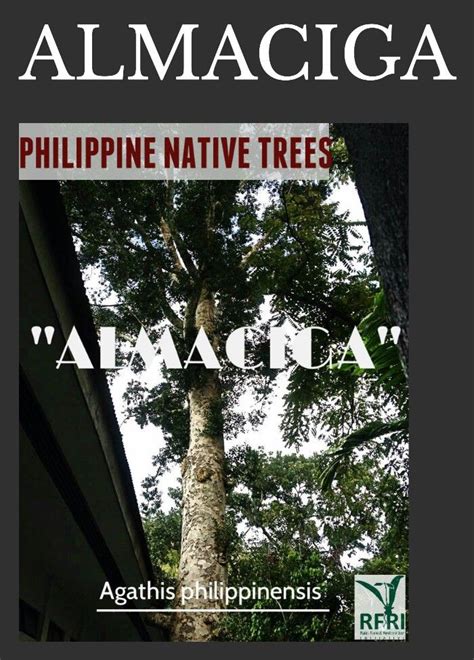 Tree Of The Month (PART 1): Almaciga .